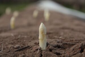 Spargel